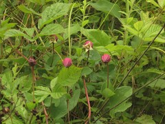 Clematis glaucophylla
