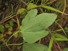 Clematis glaucophylla