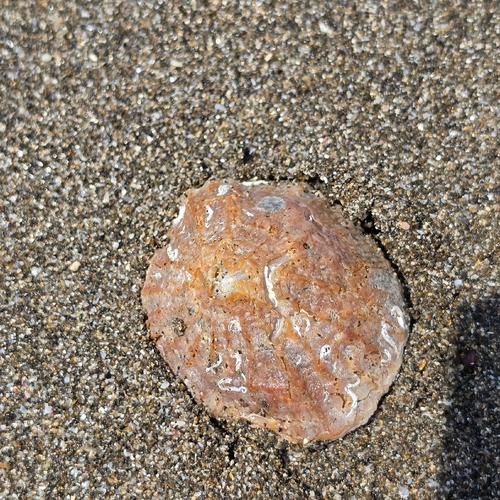 Crucibulum scutellatum observed 2026-10-01