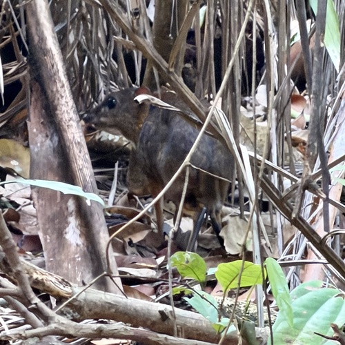 Lesser Oriental Chevrotain