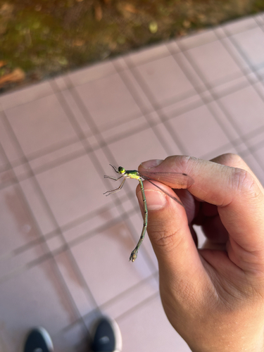 Lestes temporalis