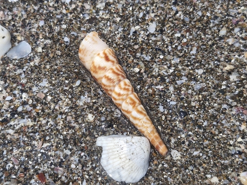 Turritella leucostoma observed 2026-10-01