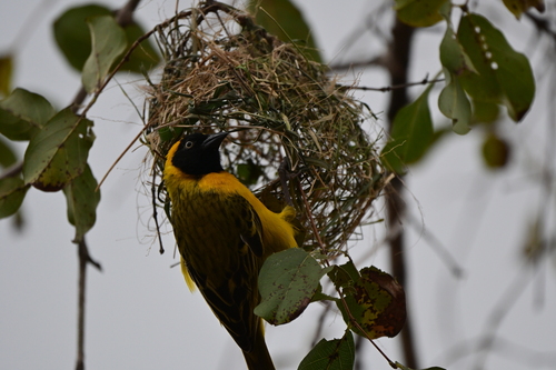 iNaturalist image