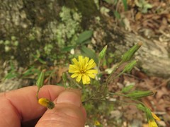 Hieracium marianum