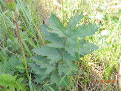 Filipendula stepposa