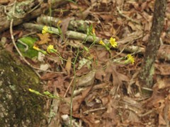 Hieracium marianum