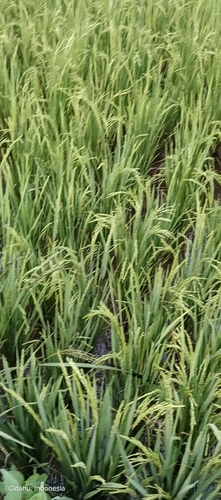 Oryza sativa observed 2026-10-02