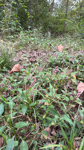 low smartweed