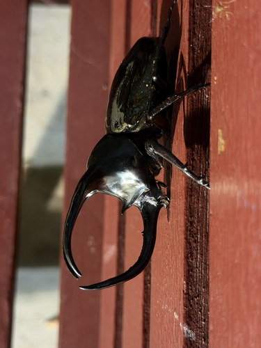 Moellenkampi Beetle