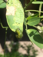 Adurgoa gonagra