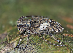 Mesosa nebulosa