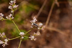 Euphilotes bernardino