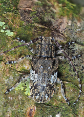 Mesosa nebulosa