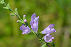 Physostegia angustifolia