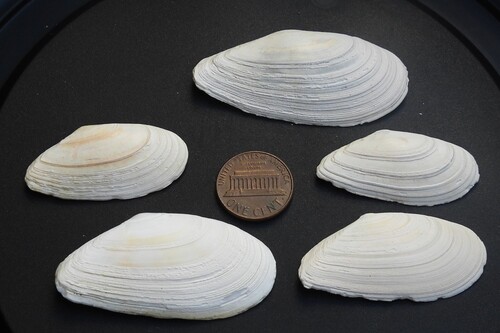 Tellina bodegensis, 2026-09-27