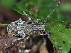 Mesosa nebulosa