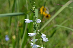 Physostegia angustifolia