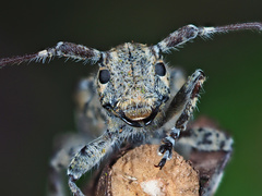 Mesosa nebulosa