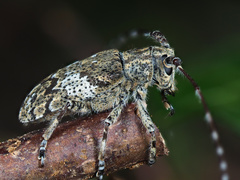 Mesosa nebulosa