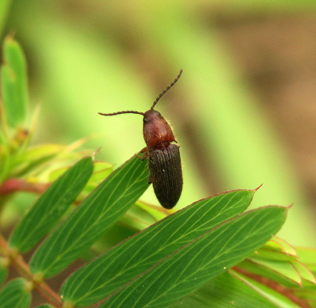Dipropus asper