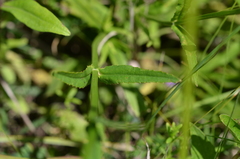 Physostegia angustifolia