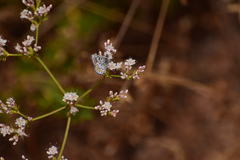 Euphilotes bernardino