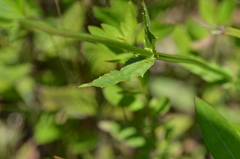 Physostegia angustifolia