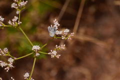 Euphilotes bernardino