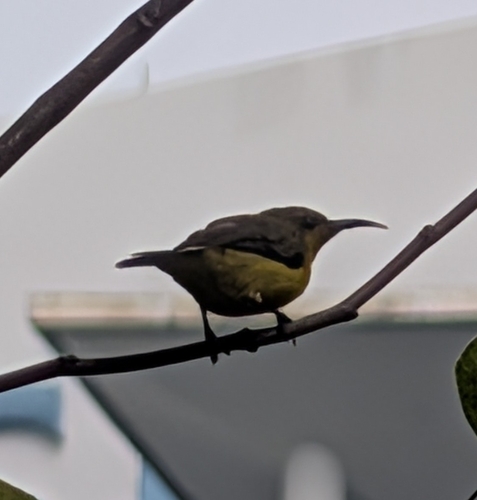 Ornate Sunbird