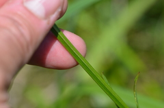 Physostegia angustifolia