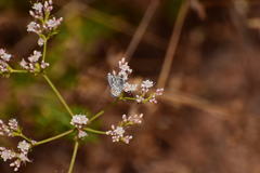 Euphilotes bernardino