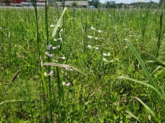 Physostegia angustifolia