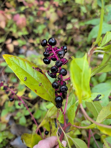 American pokeweed