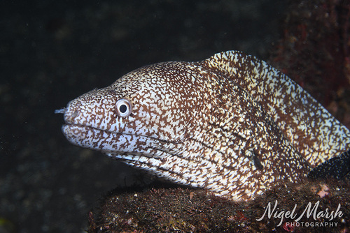 Gymnothorax kidako observed 2026-09-21