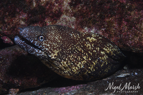 Gymnothorax kidako observed 2026-09-21