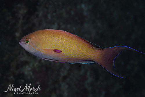 Pseudanthias nobilis observed 2026-09-21