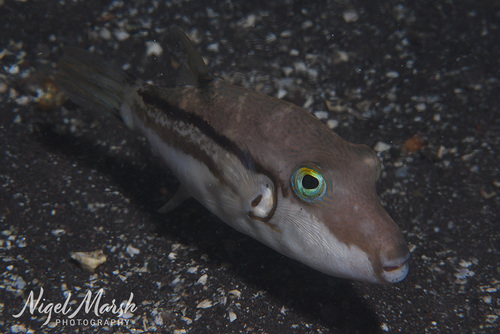 Canthigaster rivulata observed 2026-09-21