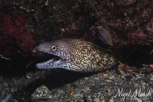 Gymnothorax kidako observed 2026-09-21