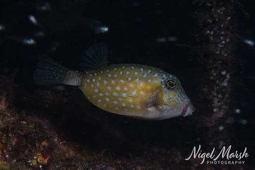 Ostracion immaculatus observed 2026-09-21