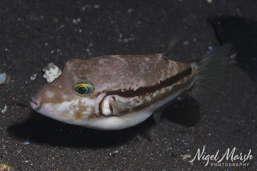 Canthigaster rivulata observed 2026-09-21