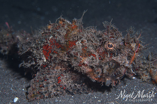 Scorpaenopsis cirrosa observed 2026-09-21