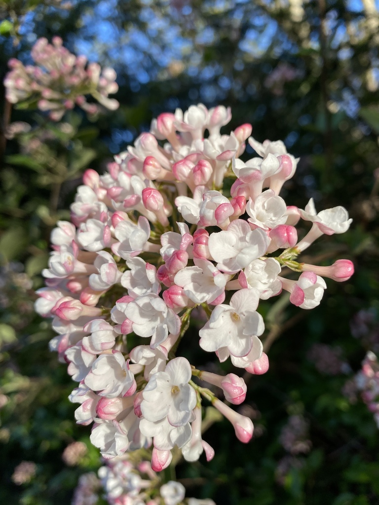 Viburnum carlesii, Erie County, US-PA, US