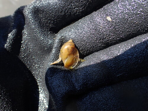 Radix plicatula observed 2026-09-30