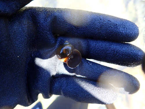 Pomacea canaliculata observed 2026-09-30