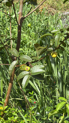 Psidium guajava observed 2026-10-01