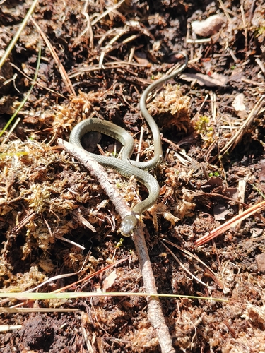 grass snake