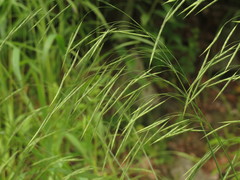 Bromus pubescens