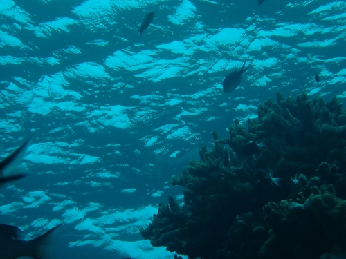 Chromis ternatensis observed 2026-10-01