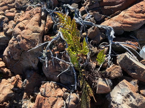 Asplenium, 2026-10-01