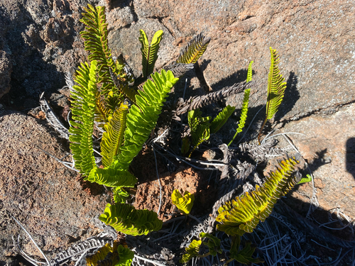 Polypodium pellucidum observed 2026-10-01